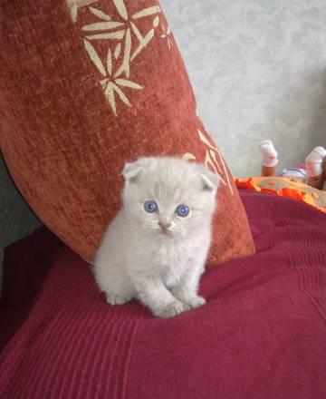 Шотландские вислоухие котята Москва