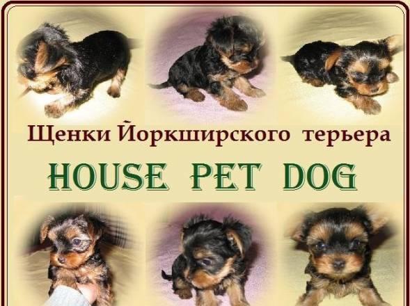 Мини щенки Йоркширского терьера Москва