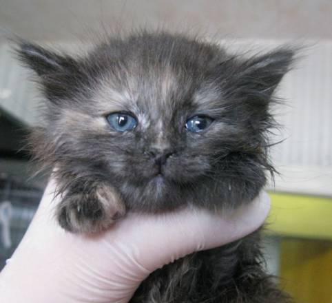 Котята в самые-самые добрые руки Краснодар