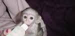 Telma такой красивый капуцин Monkey Уфа