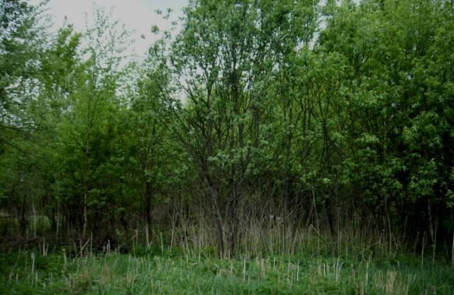 Участок 9(+9 ) с, 65 км от МКАД, Щелковское ш Киржач