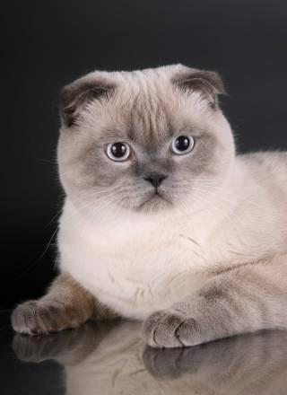 Вязка шотландский вислоухий кот скоттиш-фолд Санкт-Петербург