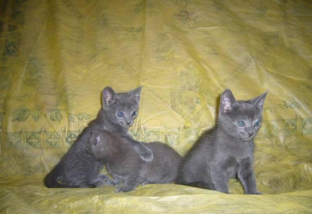 Котята русские голубые Москва