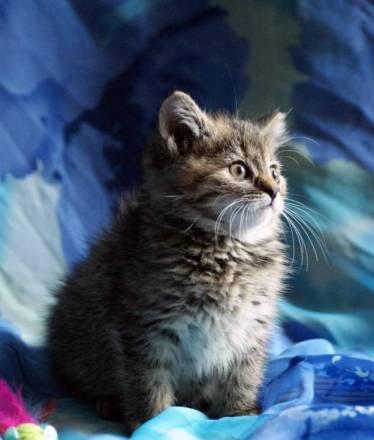 Котенок Кнопочка в хорошие руки Санкт-Петербург