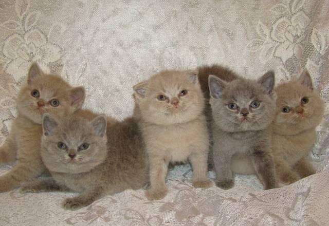 Большой выбор Британских и Шотландских котят Москва