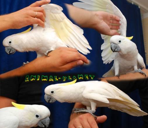 Какаду желтохохлый Cacatua galerita triton Москва