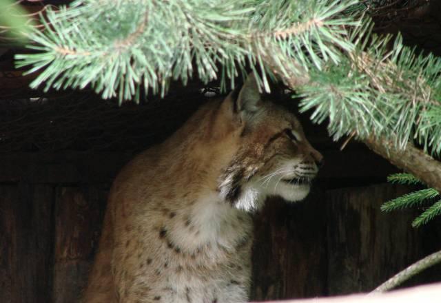 Ветеринарный врач Санкт-Петербург