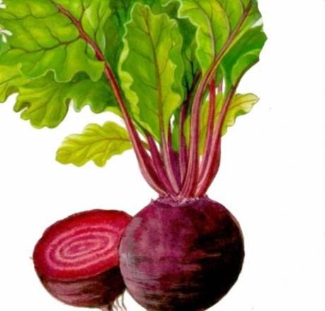 Лук,капуста,картофель,томат,свекла,перец и др Ростов-на-Дону