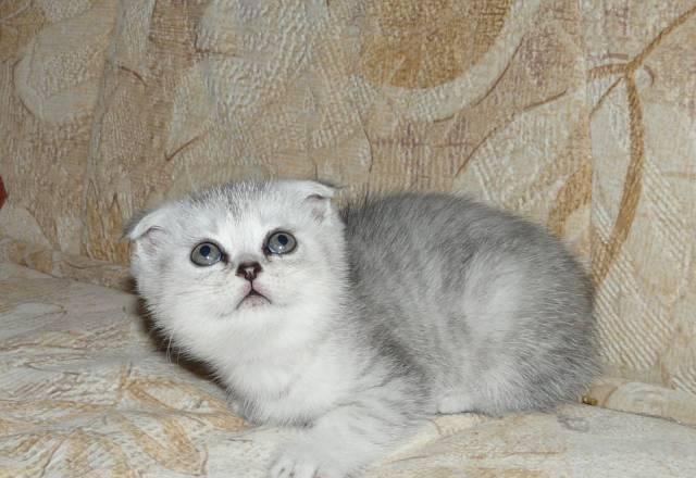 Шотландские котята Москва