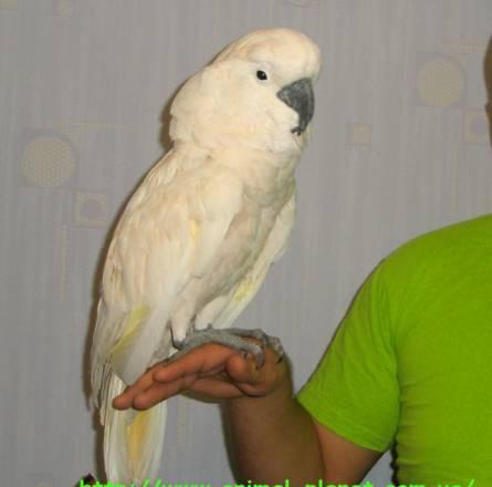Молуккский какаду (Cacatua moluccensis) Москва
