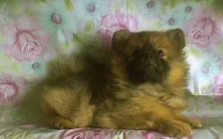 Шпиц, девочка, 2,5 мес.,-под развед. и для души Москва