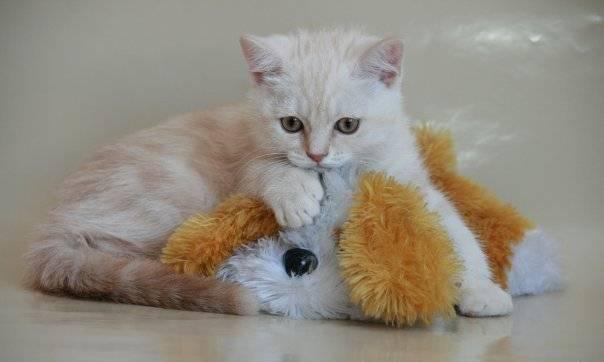 Британские мраморные котята Санкт-Петербург
