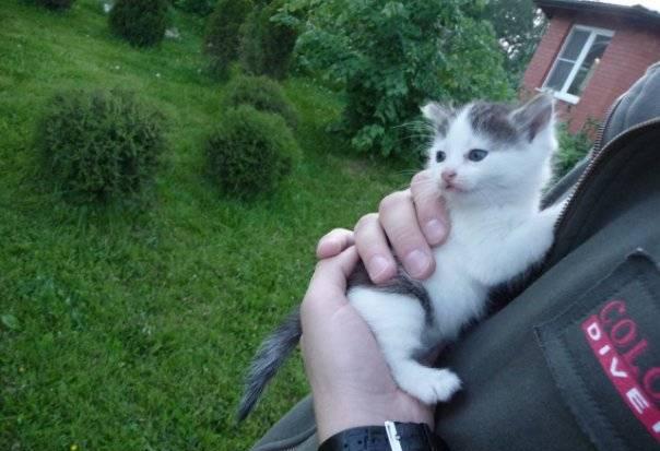 Котёнок Москва