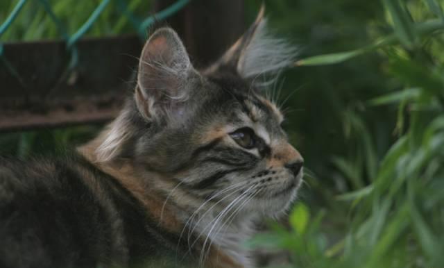 Котёнок мейн кун Красноярск