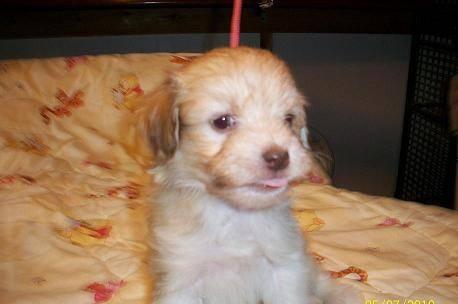 Щенки AKC Havanese Челябинск