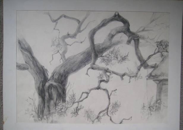 Дерево 2 Москва