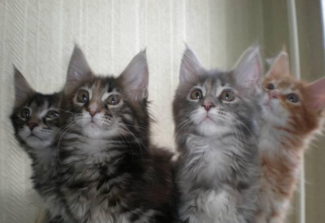 Котята мейн кун Москва