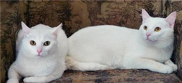 Отдаётся пара белые кот и кошка. По 3 года Санкт-Петербург