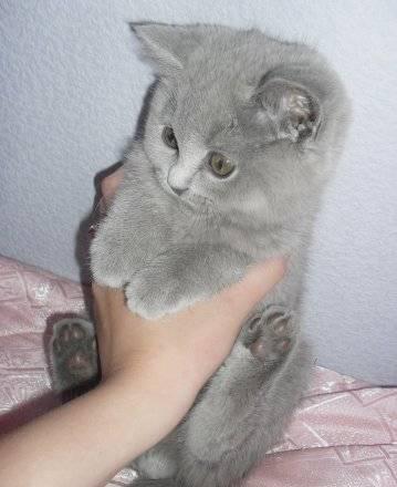 Британский котенок Москва