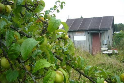 Дача в 2-х км от п.Никольское Гатчина