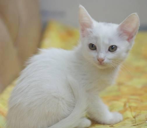 Белый котенок, мальчик, в дар, 1,5 месяца Москва