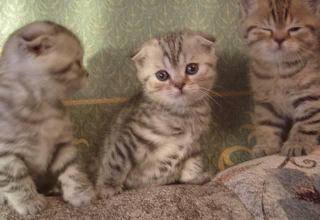Недорого чудные котики вислоухие и прямоухие Москва