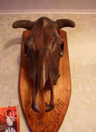 Череп буйвола Москва