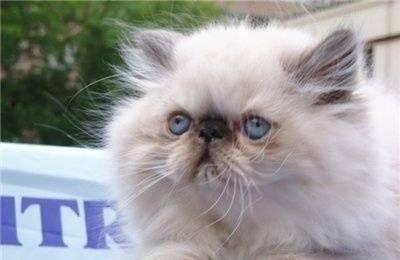 котята персы и экзоты Москва