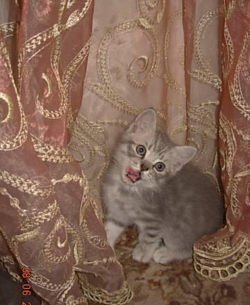 Британские котята Сергиев Посад