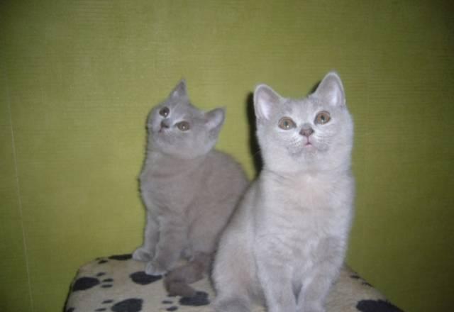 Клубные британские котята от чемпиона. Недорого Москва