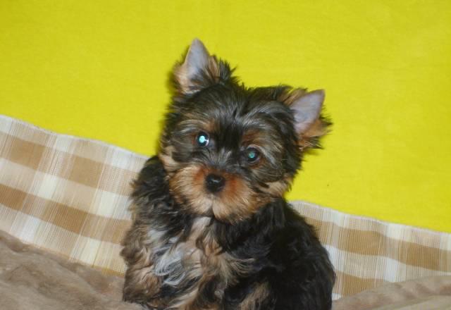 Щенки йоркширского терьера Санкт-Петербург
