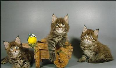 Мейн-кун котята из питомника Краснодар