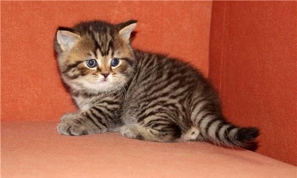 Элитные британские котята Москва