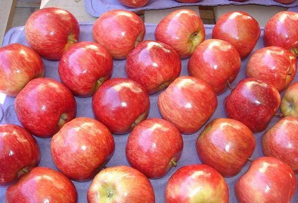 Предлагаем  прямые поставки   яблок Москва