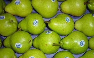 Прямые  поставки фруктов  Чили ,Аргентина Москва