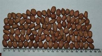 Предлагаю  арахис  из Аргентины Москва