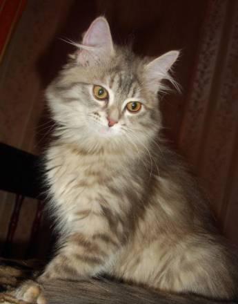 Клубные сибирские котята Москва