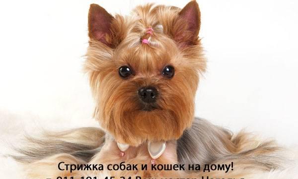 Стрижка собак и кошек на дому Санкт-Петербург