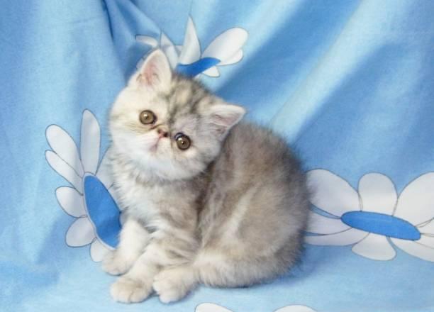 Котята персидской и экзотической породы Комсомольск-на-Амуре