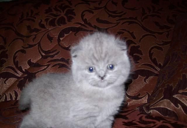 Шотландский котик Москва