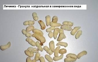 Трутневое  Маточное  пчелиное   Молочко Пермь