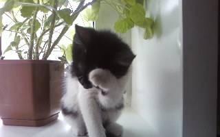 Три котенка ждут любящих хозяев Нижний Новгород