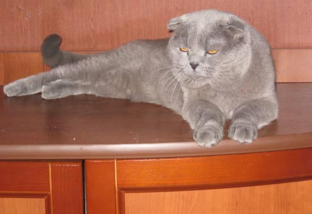 Вислоухий кот опытный,красивый на вязку Санкт-Петербург