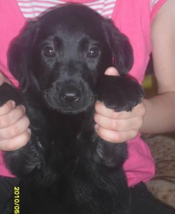 Щенки лабрадора Москва