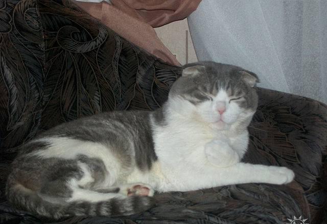 Шотландские вислоухие и страйт котята Москва