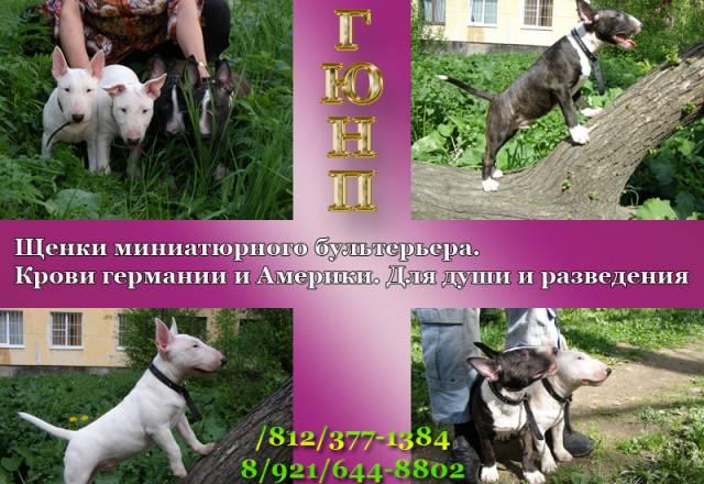 Щенки миниатюрного бультерьера Санкт-Петербург