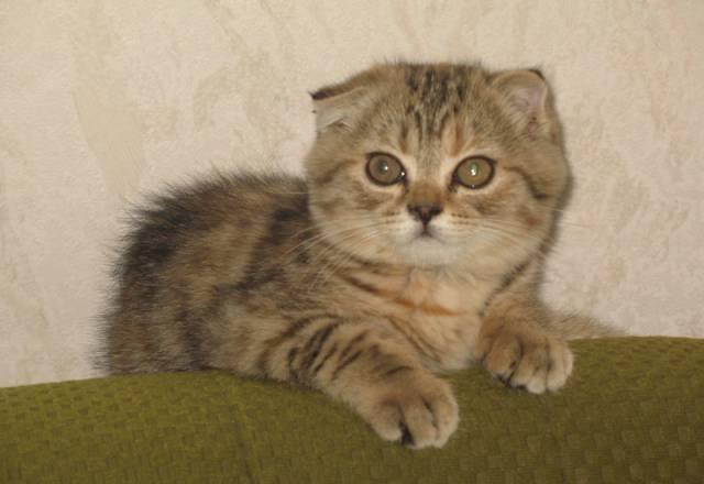 Вислоухий котенок недорого Москва