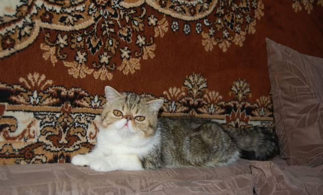 Экзотический короткошерстный котенок Барнаул