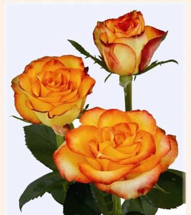 Цветы Розы Оптом,Плантации Эквадора Омск