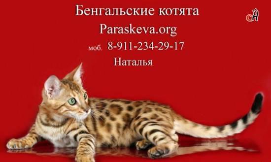 Бенгальские котята Санкт-Петербург